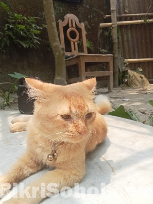 High quality persian mixed breed adult male cat...